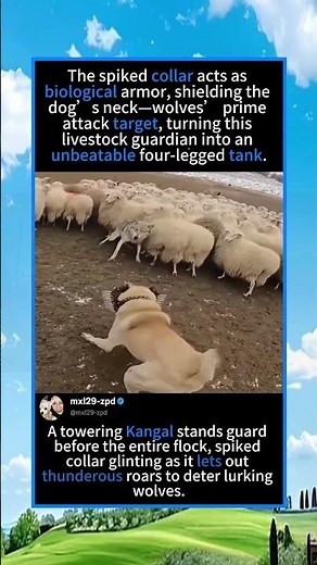 Massive Kangal Standoffs Against Wolves With Protective Spiked Armor#foryou #fyp #animals #funny