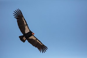 California condors return to northern redwoods after a 100-year absence