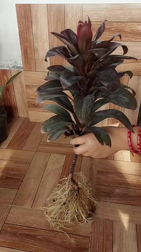 2.3M views · 10K reactions | How to propagate cordyline plant from stem cuttings in soil .6 Months growth update #cordyline #plantsofinstagram #6months | Flower lovers | Facebook