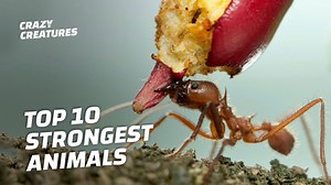 These animals are BUILT 💪#CrazyCreatures | Crazy Creatures