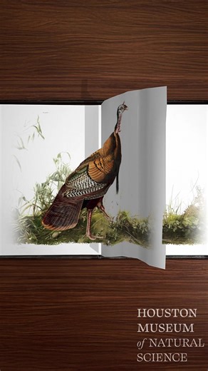 A must-see for nature lovers! 🦜 Discover Audubon’s stunning Birds of America. See larger-than-life bird illustrations and explore the artistry and science behind one of the world’s most famous books. Now open - secure your tickets! | Houston Museum of Natural Science