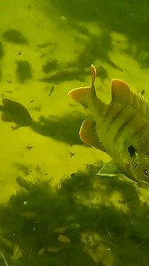 116K views · 573 reactions | Fish wanted to scrap  | D ALL MY D | Facebook