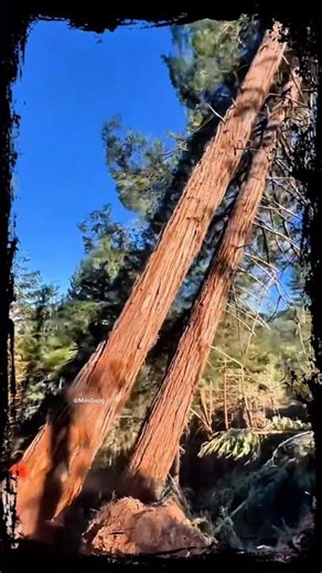 ✅ Redwood Logging Experts