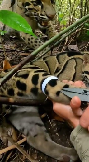 Cub's leg caught in zip-tie near dense thicket