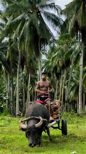 I finally got to ride a carabao & experience it… 🐂🏝️🥥 the more I learn about the different jobs people have here and what they do, the more impressed I am about the strength of everyone! Makes me proud to have Filipino blood…. KUSGAN ANG CARABAO!!! | Shaun Pelayo