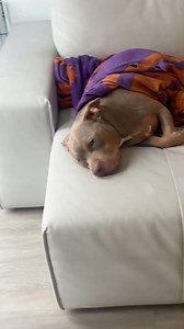 Update on zoe: she’s still not eating. her bloodwork came back great, x-rays didn’t show anything unsual. and grandma isn’t happy that the emergency vet called zoe overweight lol #dogs #dogsofinstagram #pets #americanbully #frenchie | Zoeandtheboyz