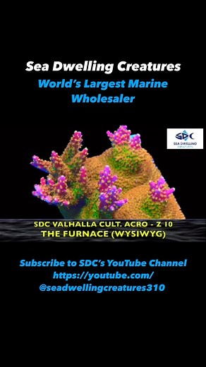 SEA DWELLING CREATURES on Reels