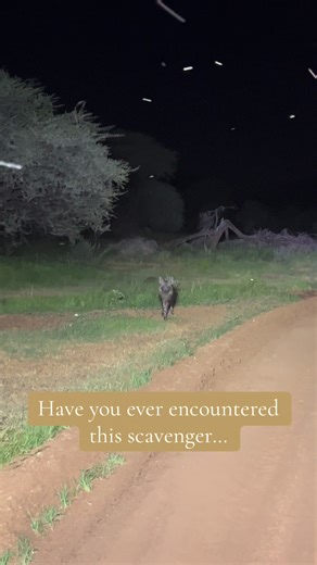Exploring the Unique Brown Hyena in Wildlife