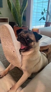 36K views · 2.8K reactions | Pug puppy lovers on Reels | Facebook