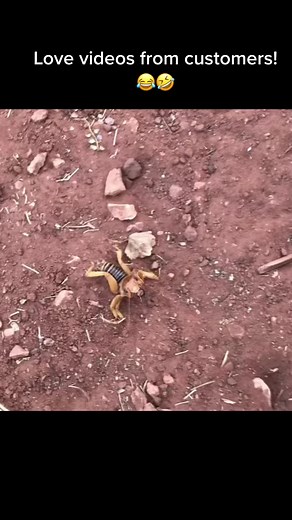 #alien #awesomecustomers #pestcontrol #greenmonkeypest