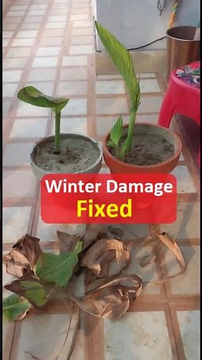 Canna Lily Leaves are Brown After Winter – Easy Fix