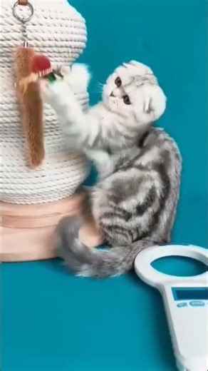 Such a lovely Scottish Fold kitten — soft, sweet, and absolutely heart-melting 🐾💖