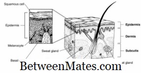 基底細胞と扁平細胞の違い - 健康 2026