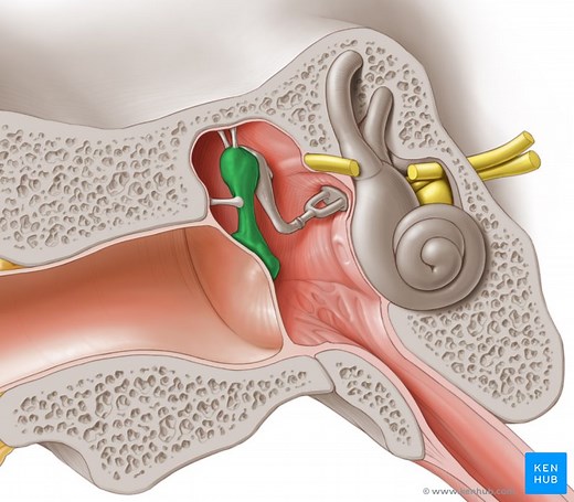 Musculus tensor tympani