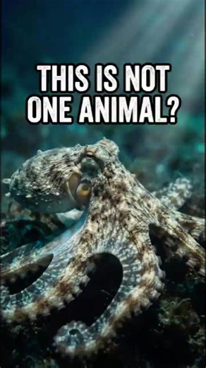 This Animal Can Become Other Animals 😳 #wildbit #wildlife #shorts