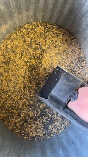 Feed the free range roosters with me! Yes free ranged chickens still need to be fed! Free ranging helps cut down on feed consumption tho!  | Maple Leaf Homestead | Facebook