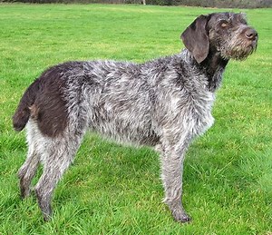 German Wirehaired Pointer - Alchetron, the free social encyclopedia