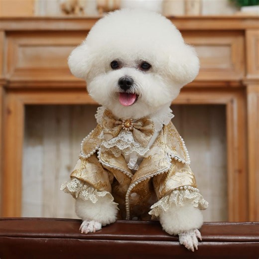 Custom Royal Dog Suit Set, Gold Prince Wedding Outfit, Baroque Puppy Tuxedo,luxury Pet Jacket & Shirt,birthday Boy Dog Clothes, Vintage Lace - Etsy Australia