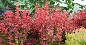 Video: Why You’ll Love Deer-Resistant ‘Orange Rocket’ Barberry
