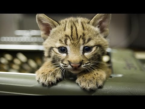 Cute Bobcat Kittens Compilation
