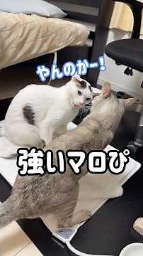 場所の取り合いで喧嘩になるチロマロ！ #shorts