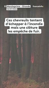 Des chevreuils tentent d'échapper aux flammes en Gironde