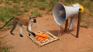 4K views · 36 reactions | Easy Creative Monkey Trap Make From Megaphone - Unique Technology Monkey Trap  | HUBplay.co TV Spain | Facebook