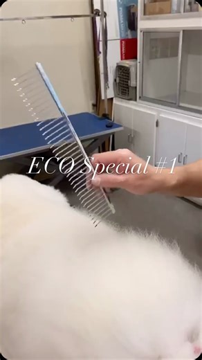 Utsumi Grooming on Instagram: "Your everyday go-to, elevated. 🐩 The UTSUMI ECO Special #1 Comb glides through coats with ease. Perfect for fluffing, prepping, and finishing like a pro. #UtsumiComb #GroomingTools #PetGroomerEssentials Follow @utsumi.grooming for all your high quality handmade Japanese grooming tools Share and tag a fellow groomer 🌸"