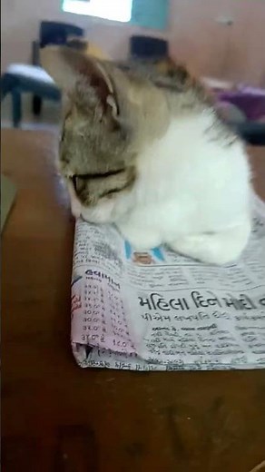 Pinki sleeping 💤😴