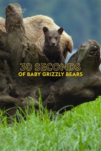 Grizzly Bear Cubs Learn Essential Skills from Mom