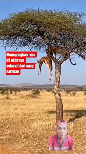 sang rusa selamat dari harimau yang memangsanya #animals #shorts #rusa #harimau
