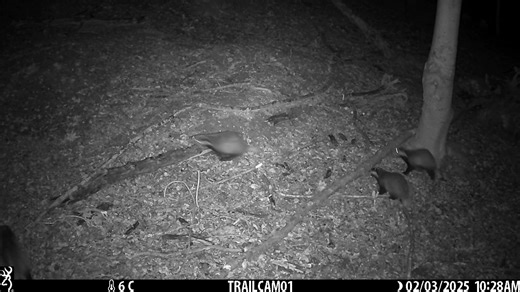 10K views · 189 reactions | Check out these lively badgers filmed by...