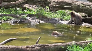✋ Raise your hand if you've ever wanted to squeak and squawk with the animals. We completely understand! Animals communicate with each other but it's not always verbal. Check out all the non-verbal ways the Japanese macaques communicate. Our new Minnesota Academic Standards aligned lesson for grades 3-5, Animal Communication, introduces learners to the different ways animals communicate and what we can learn from them. In this week of instruction, students will use their “powers of observation” 