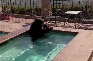 Bear beats the heat in California home's backyard pool