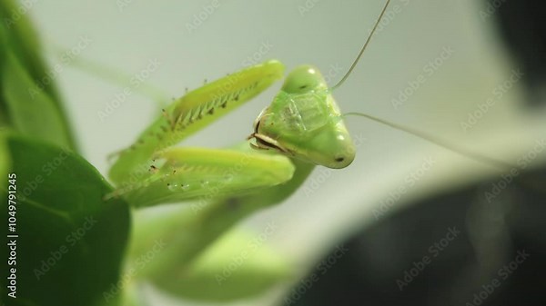 The amazing praying mantis - a predatory insect, close up