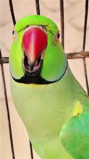 beautiful birds sounds #differentbirds #birds#beautiful birds#virelshorts