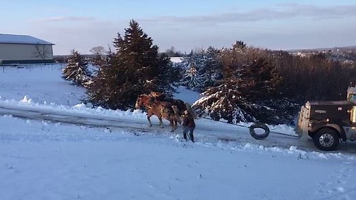 Two draft horses pull semi-truck up ice-covered hill