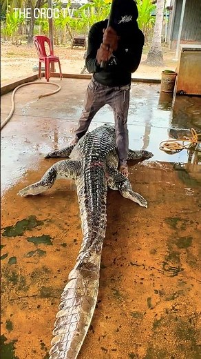 Workers are removing the crocodile skin. #crocodile #shortvideo #shorts #funny