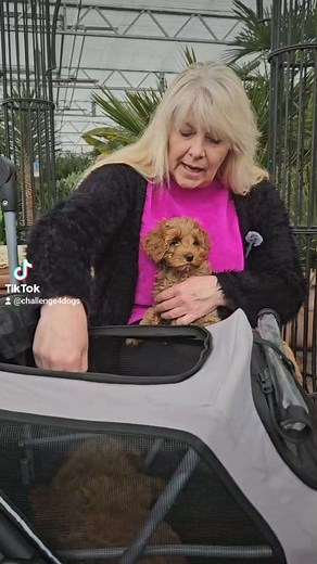 26K views · 138 reactions | Een puppy zit zomaar vol, pas je aan op zijn of haar tempo om een stabiele basis te leggen! 殺 | Challenge4dogs | Facebook