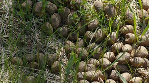 Round brown moose poop scattered on the ground in the forest in Estonia