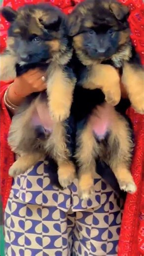 8810623046 German Shepherd puppy booking open strong bone healthy pup contact now#trend#viral#pets