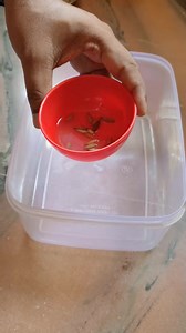 4.2K views · 48 reactions | Adenium Seed Germination #seeds #adenium #germination #plants #gardener #growbags #garden #terracegardening | Ghosh Garden | Facebook