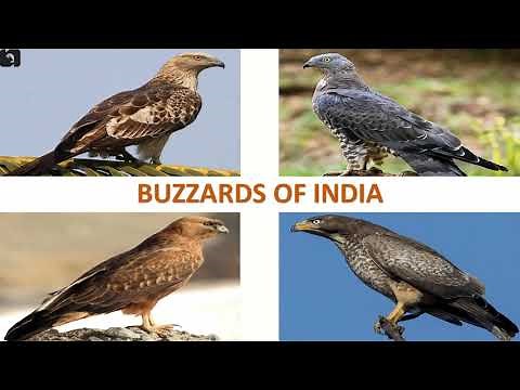 Buzzards of India 🇮🇳 | Raptors | Indian Birds
