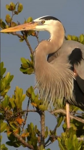 Great Blue Heron: The King of Wetlands! 👑🦩