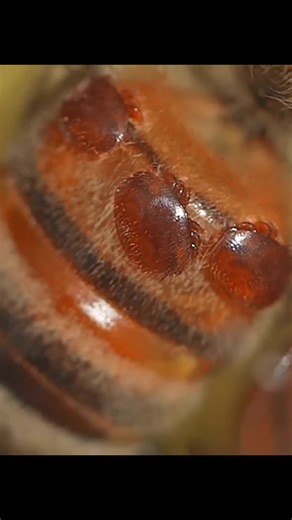 Titles: My Indoor Bee Ecosystem, Home Bees: 10K Up Close, Keeping Bees Inside! Hashtags: #urbanbeekeeping #homeecosystem #natureathome #beekeeping Hook: You won't believe how I keep 10,000 bees thriving inside! Script: Intro: \tGrab attention and spark curiosity right from the start. \tScript: