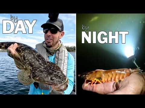 This Fishing Spot has BIG Fish & HUGE Prawns !!