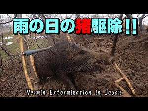 #77 【有害鳥獣駆除】良型の泥んこ猪を駆除！ - I captured a nice sized boar！