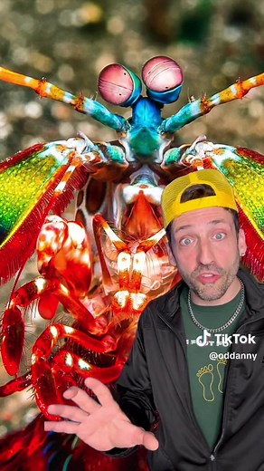 The Mighty Mantis Shrimp: Superpowers, Punches, and Cancer Detection