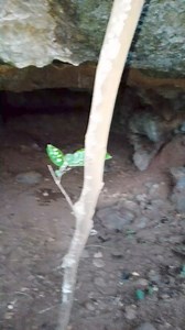 33K views · 255 reactions | Golden Philippines Treasure Hunters Secret Cave Exploration #fypシviralシ2024 #viralpost2024 #viralreels #viralvideoシ #fypシ゚ #viralpage #trend #travel #follow #viralpost | The Lost treasure | Facebook