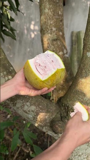 Ripe Red Pomelo
